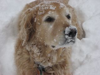 Somebody likes the polar vortex